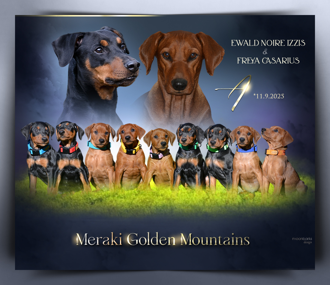 meraki golden stenda